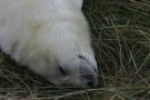 Newborn Seal Pup On Grass